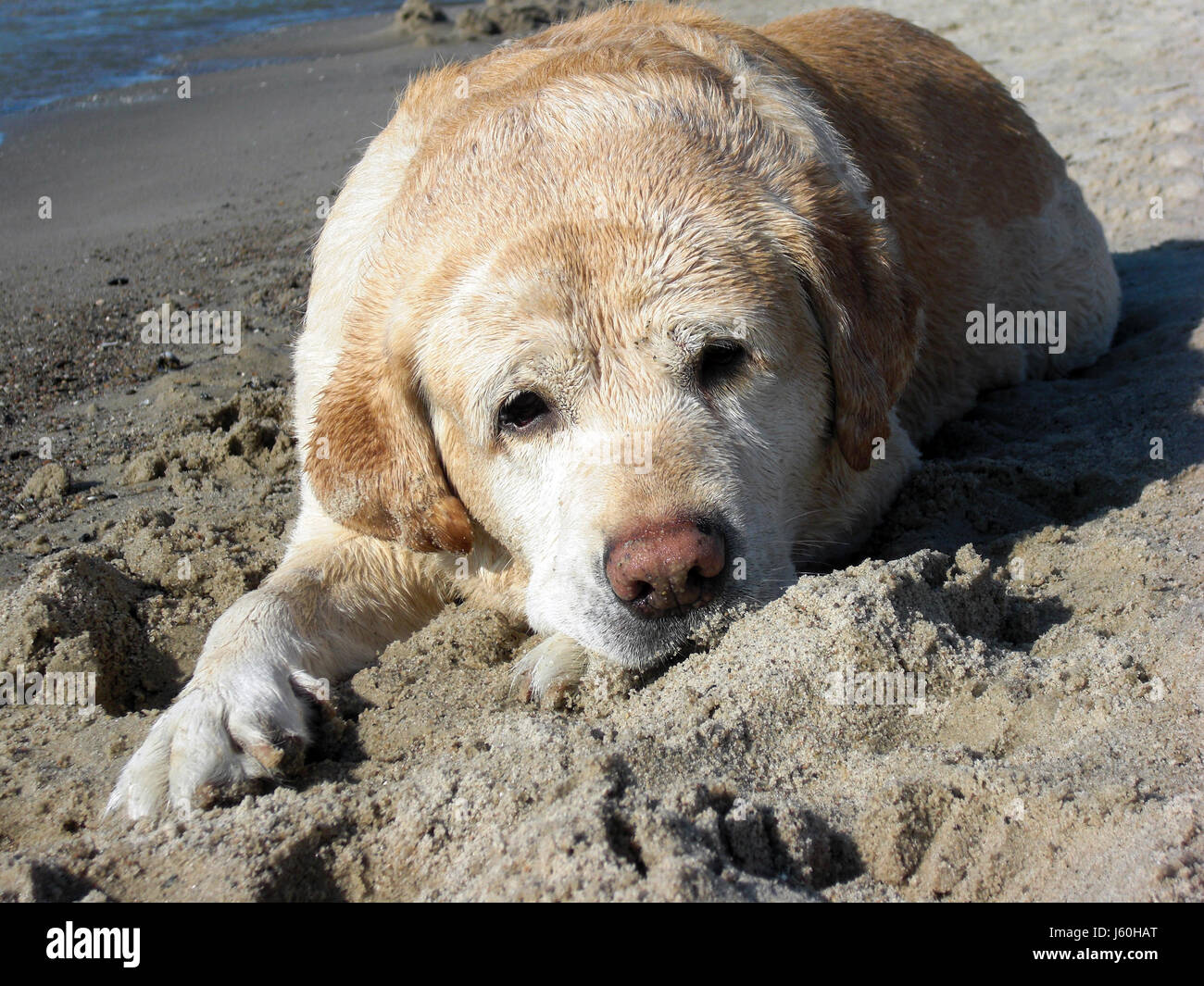 beach seaside the beach seashore dog labrador more retriever beach seaside the Stock Photo
