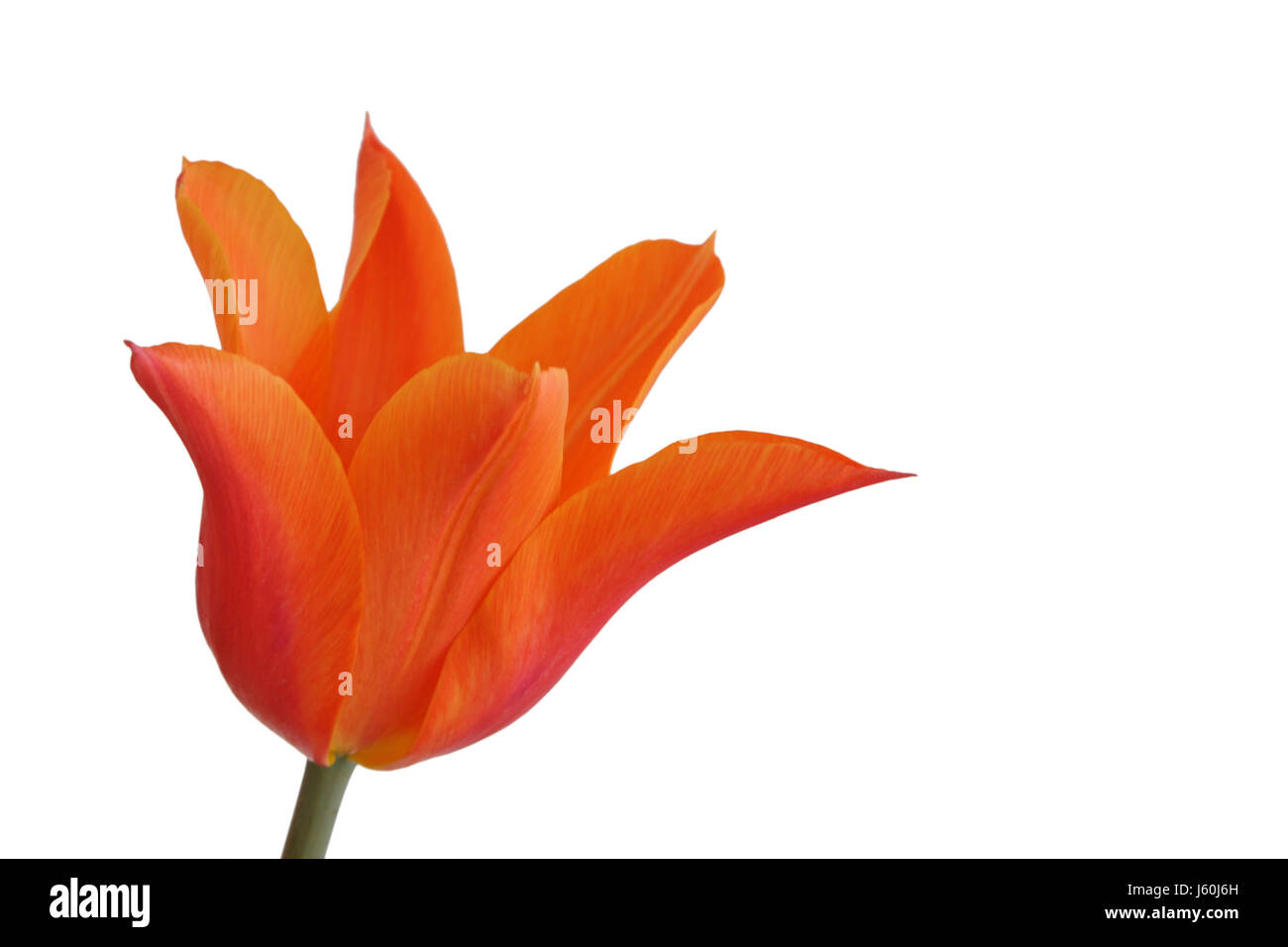 Tulip stamp Cut Out Stock Images & Pictures Alamy