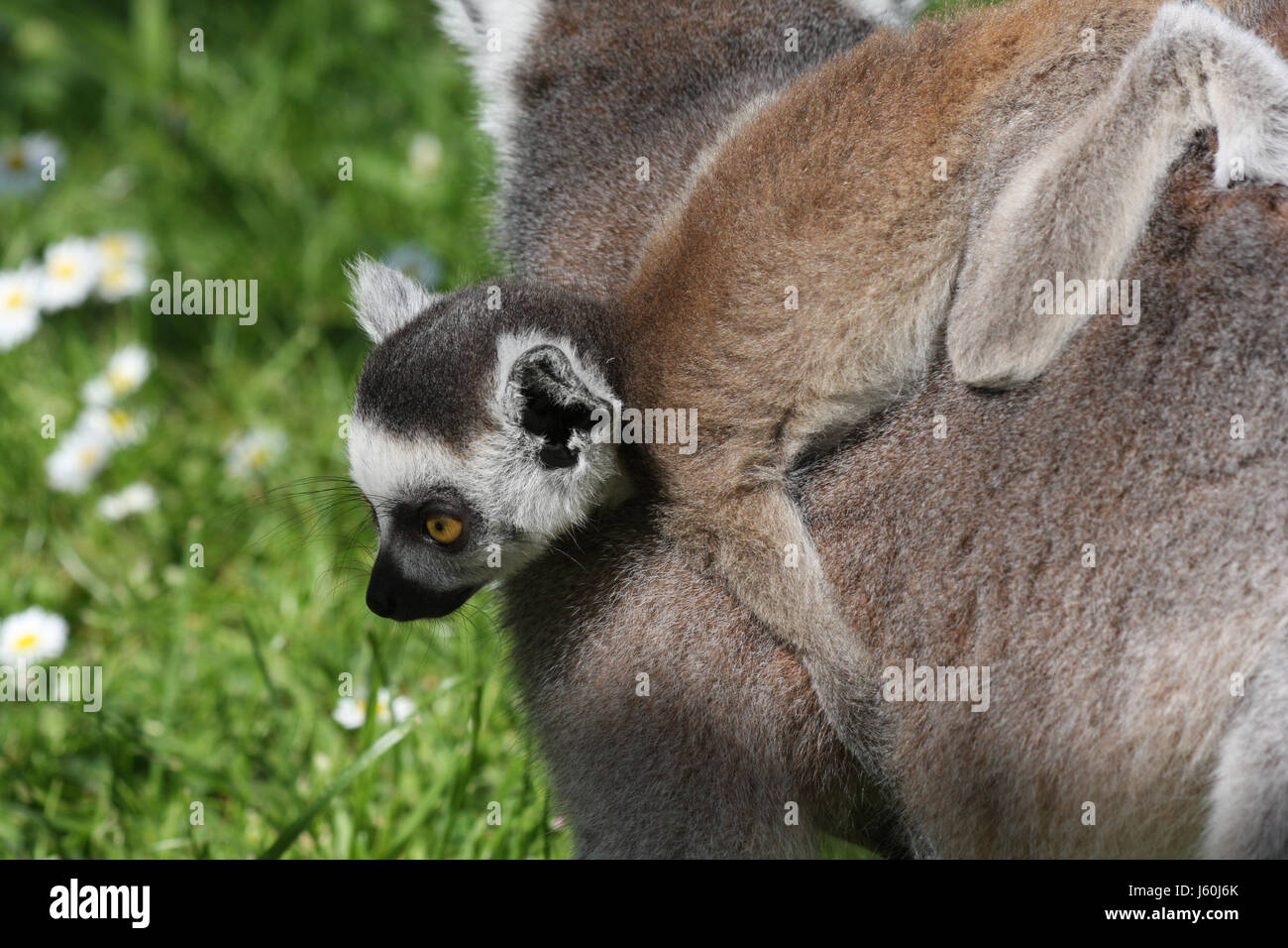 mammal offspring game reserve lemur lemures security secure place mammal Stock Photo