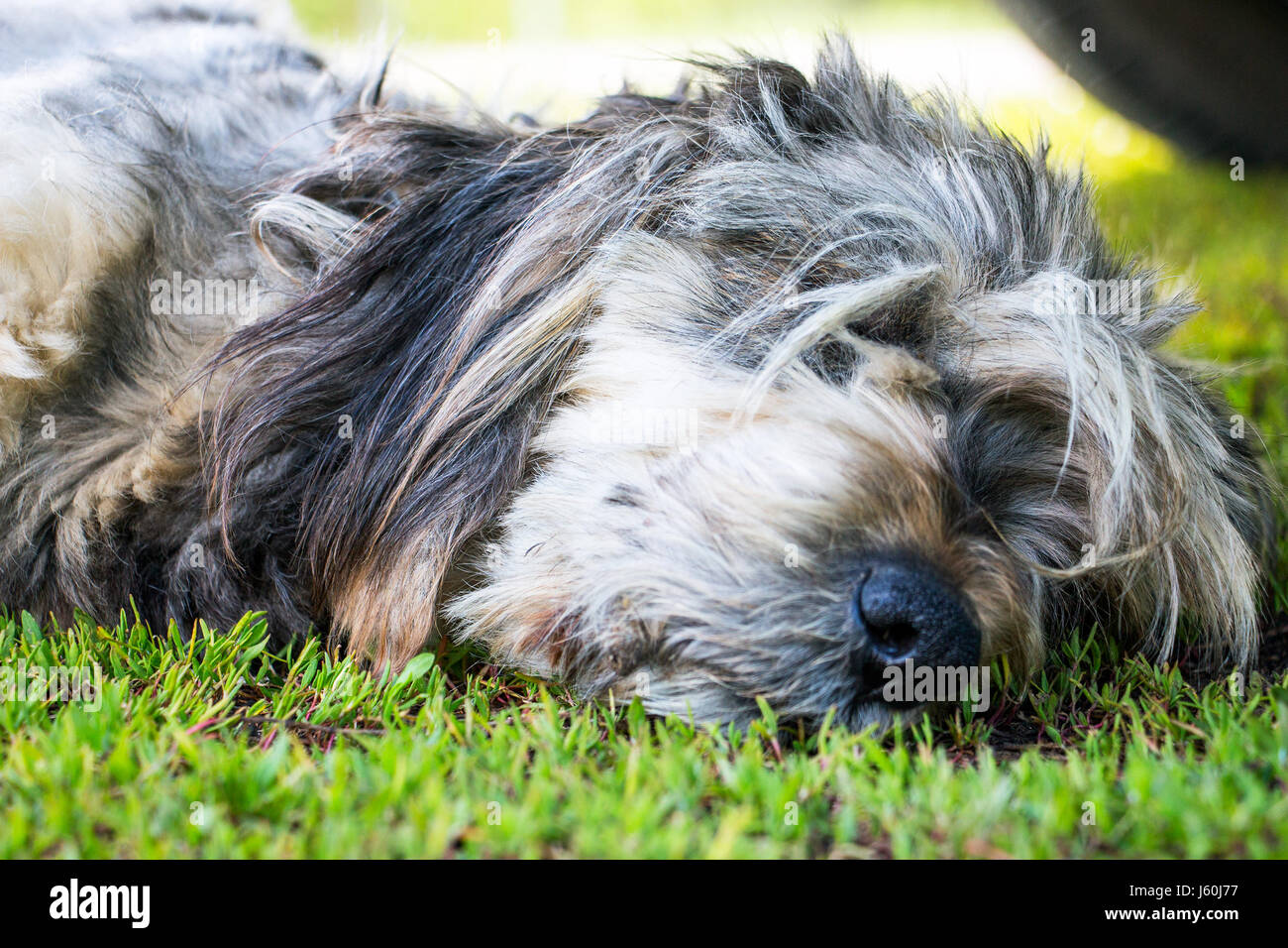 Muzzle sleeping dog Stock Photo Alamy