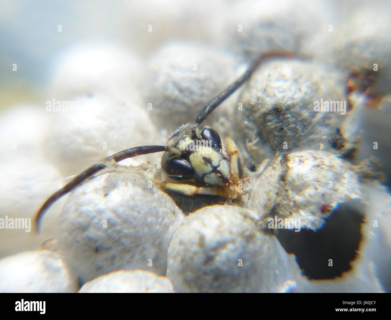 Black slip wasp hi-res stock photography and images - Alamy