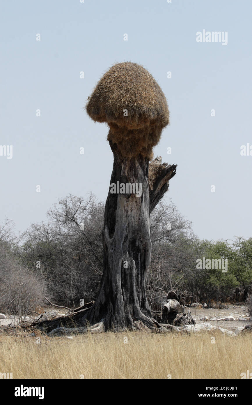 a weaver bird's nest on a tree trunk Stock Photo