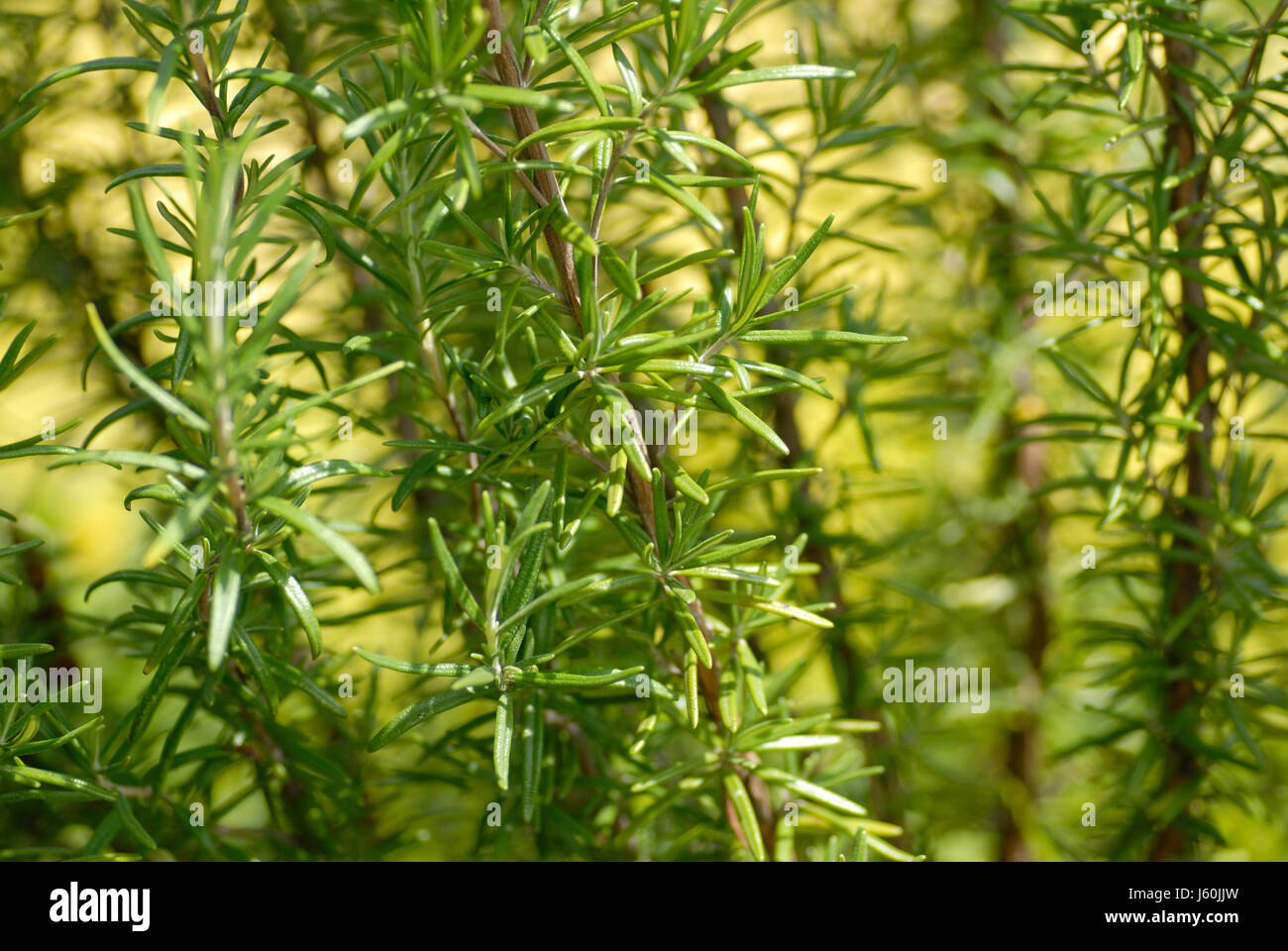 green flavour herb rosemary leaf spice garden green flavour bush needle
