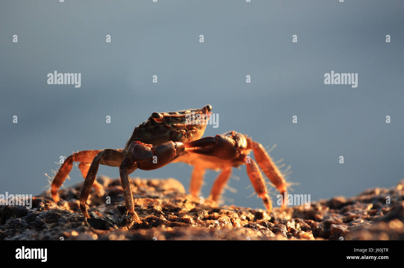 cancer crab cancer crab crustaceans brachyura kurzschwanzkrebse quadratkrabbe Stock Photo