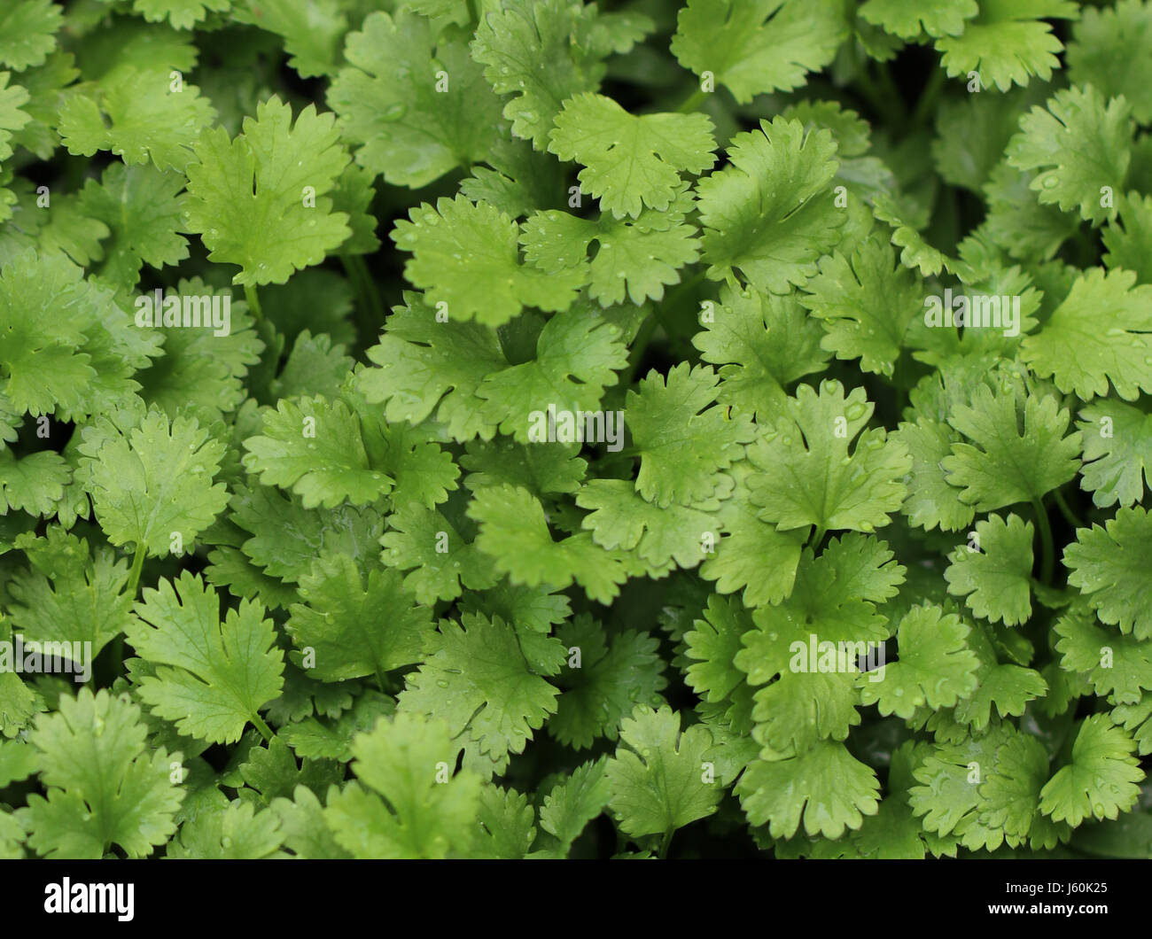 Fresh  Coriander Plants Stock Photo