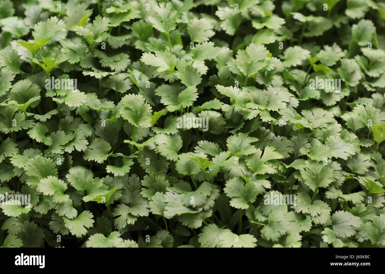 Fresh  Coriander Plants Stock Photo