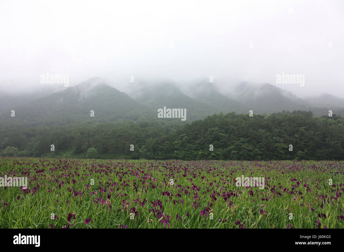lily plantation in korea Stock Photo Alamy