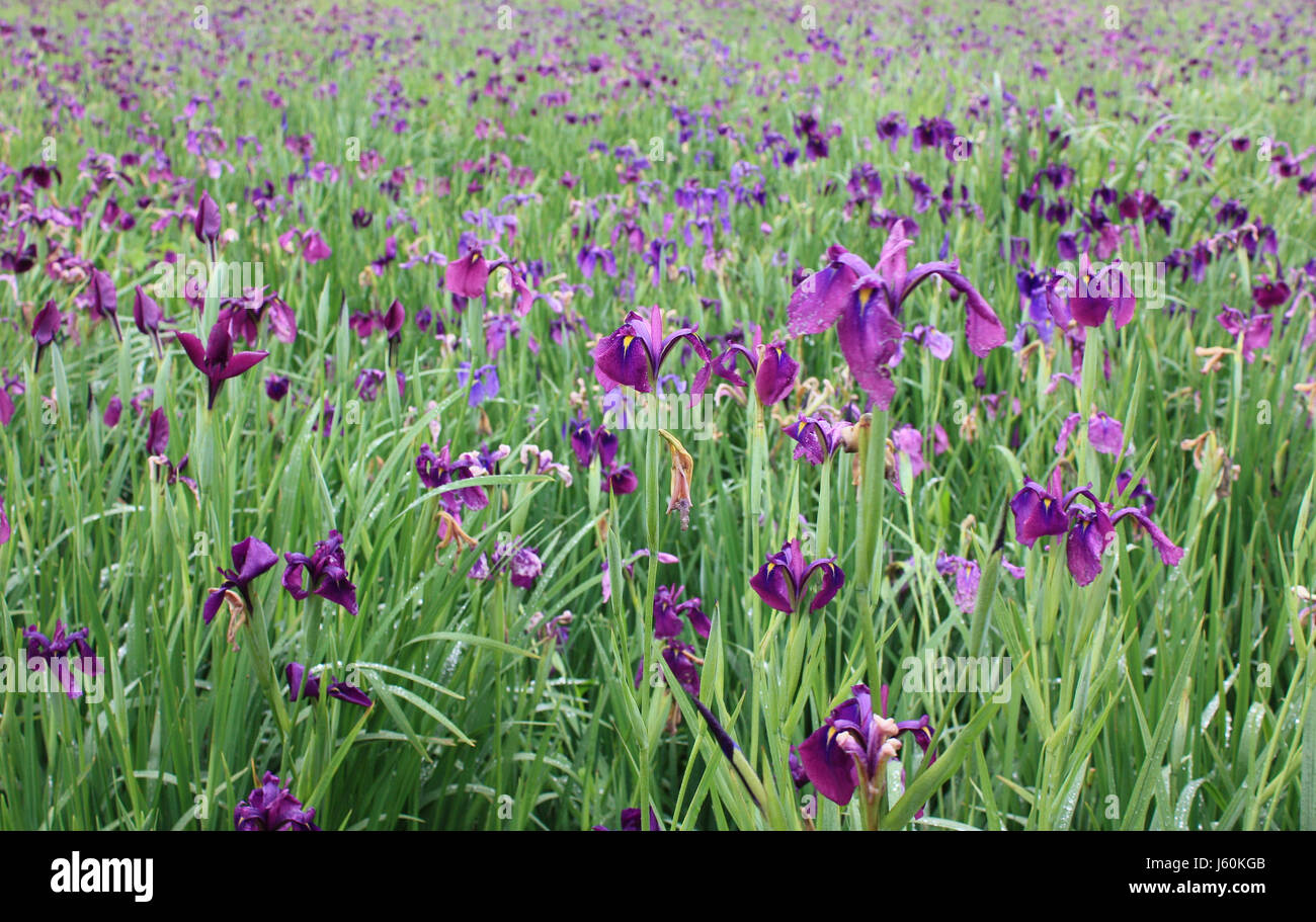 lily plantation in korea Stock Photo Alamy