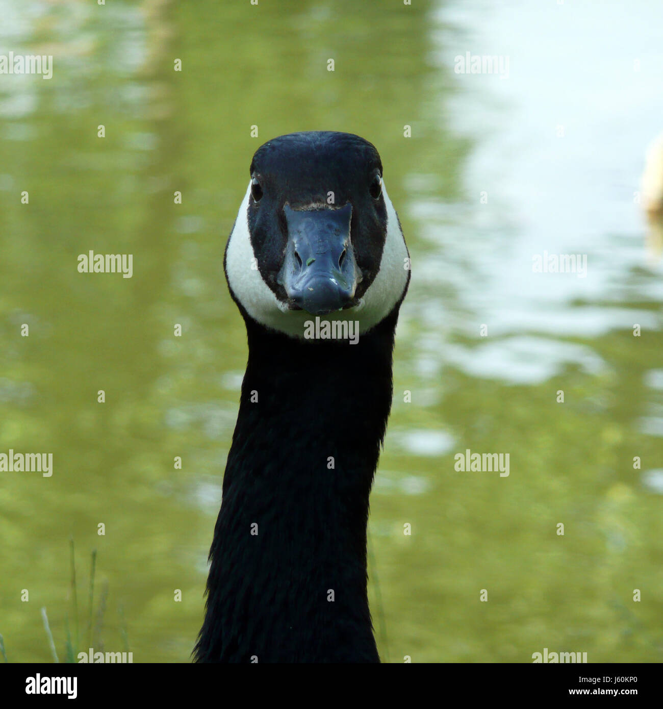 vertical frontally goose head fresh water pond water vertical frontally goose Stock Photo