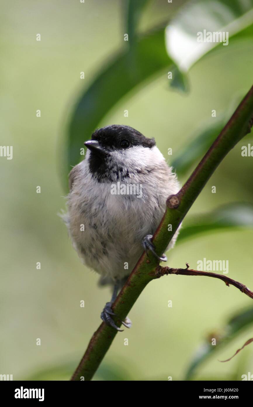 small tiny little short titmouse macro close-up macro admission close up view Stock Photo