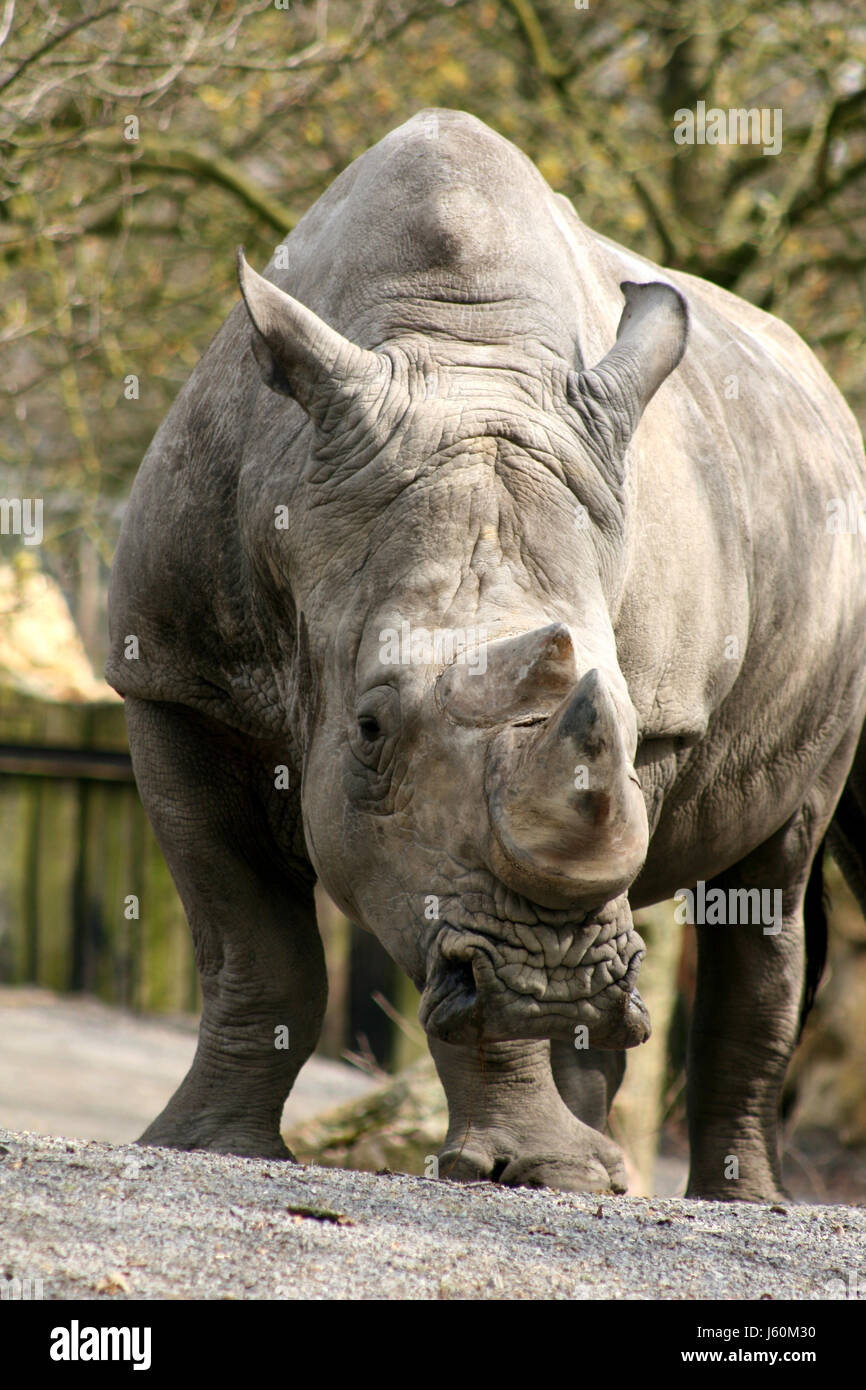 bulky moderate rhino rhinoceros animal mammal africa horn cornets threatens Stock Photo