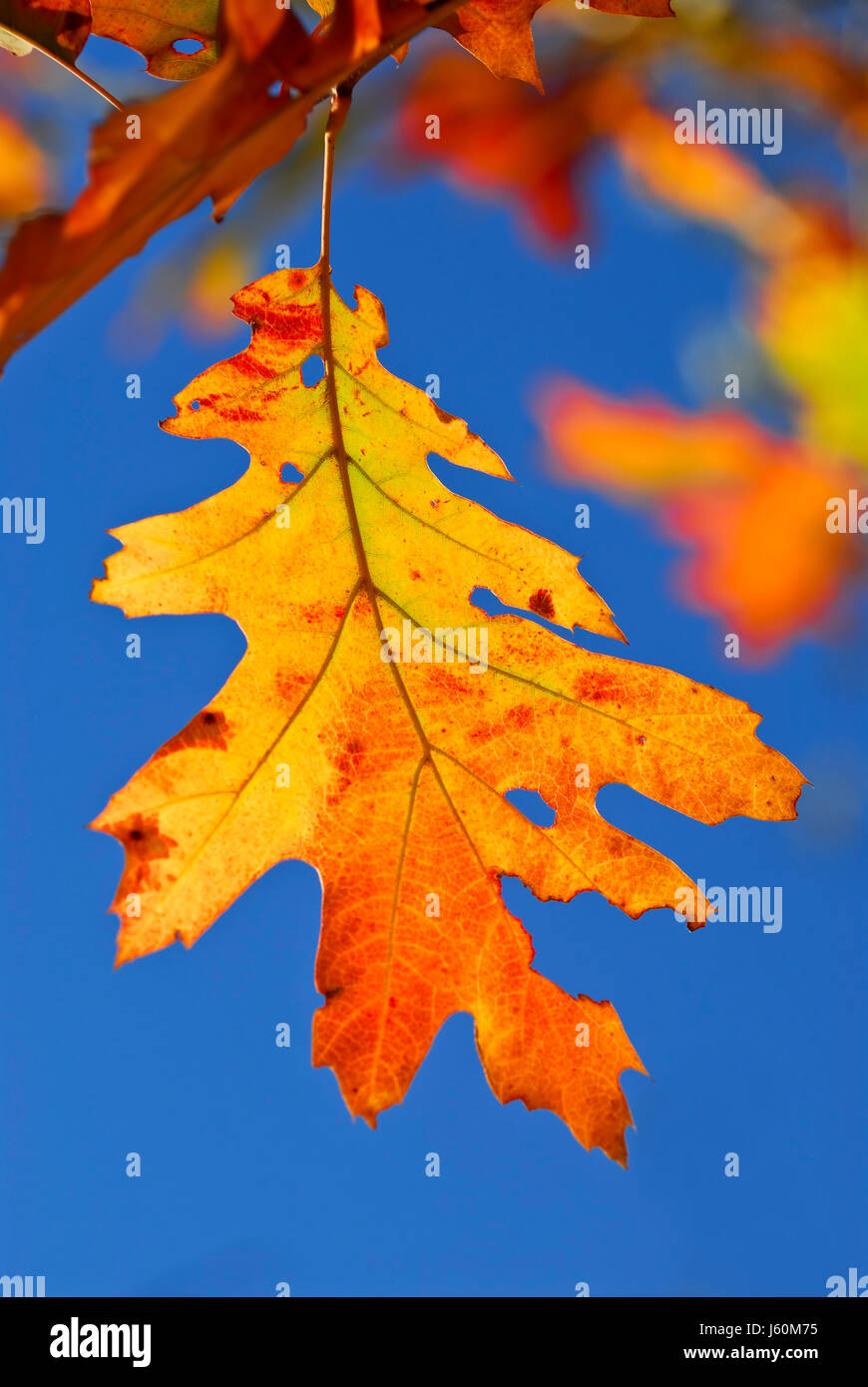 leaf shine shines bright lucent light serene luminous sunny oak veins