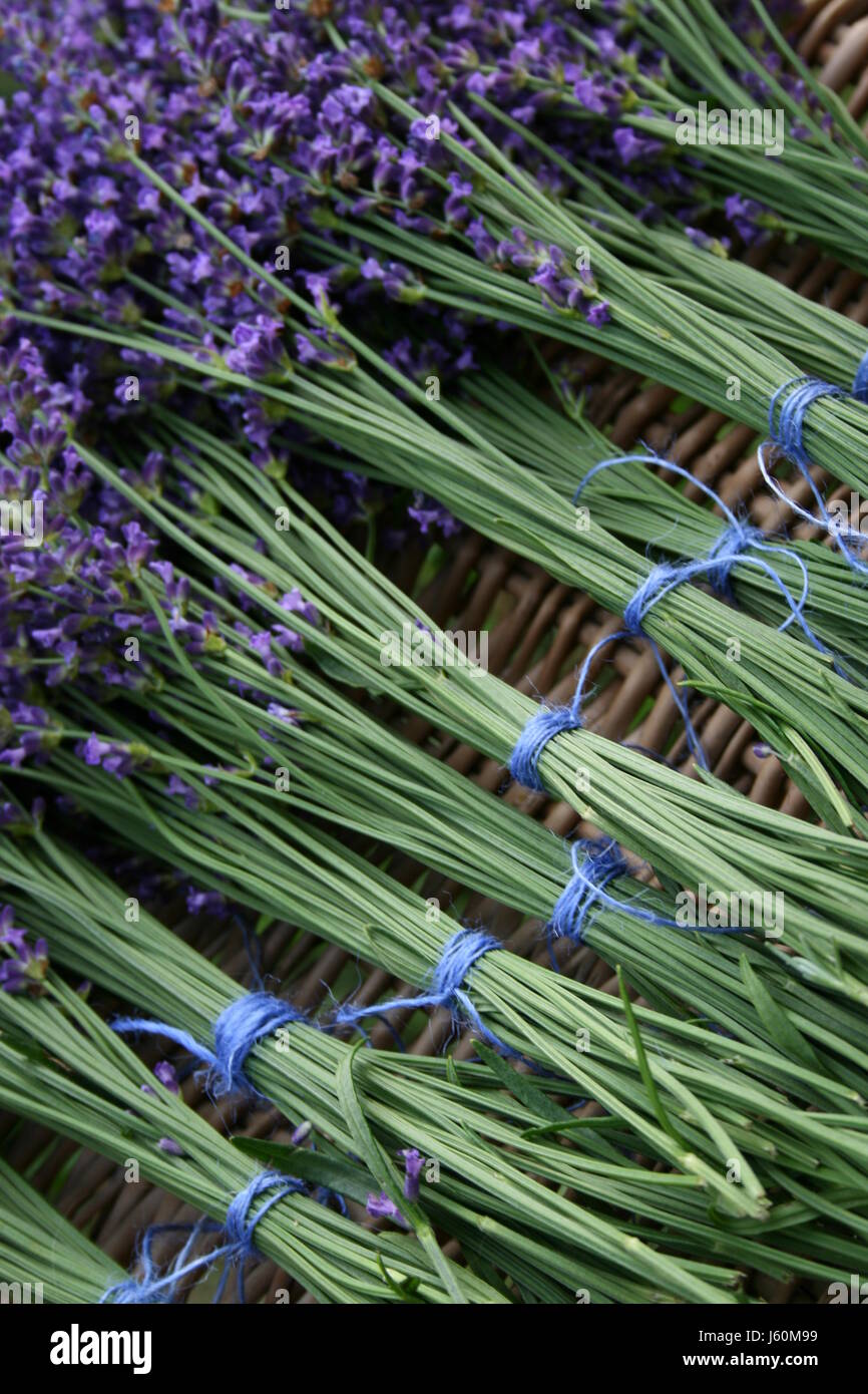 lavender for drying Stock Photo Alamy