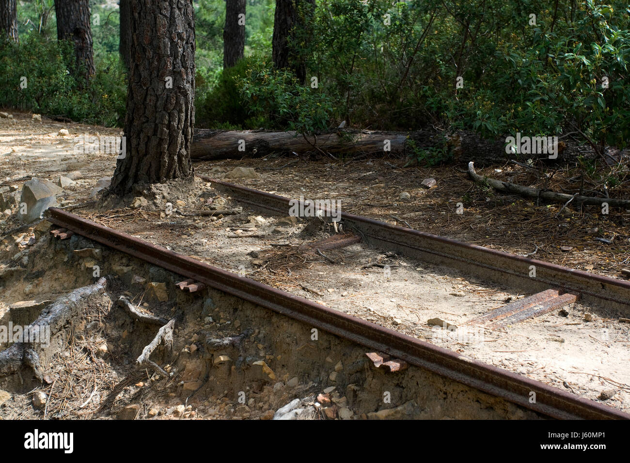 tree end root railway rails train track stop old tree end root dilapidated  Stock Photo - Alamy