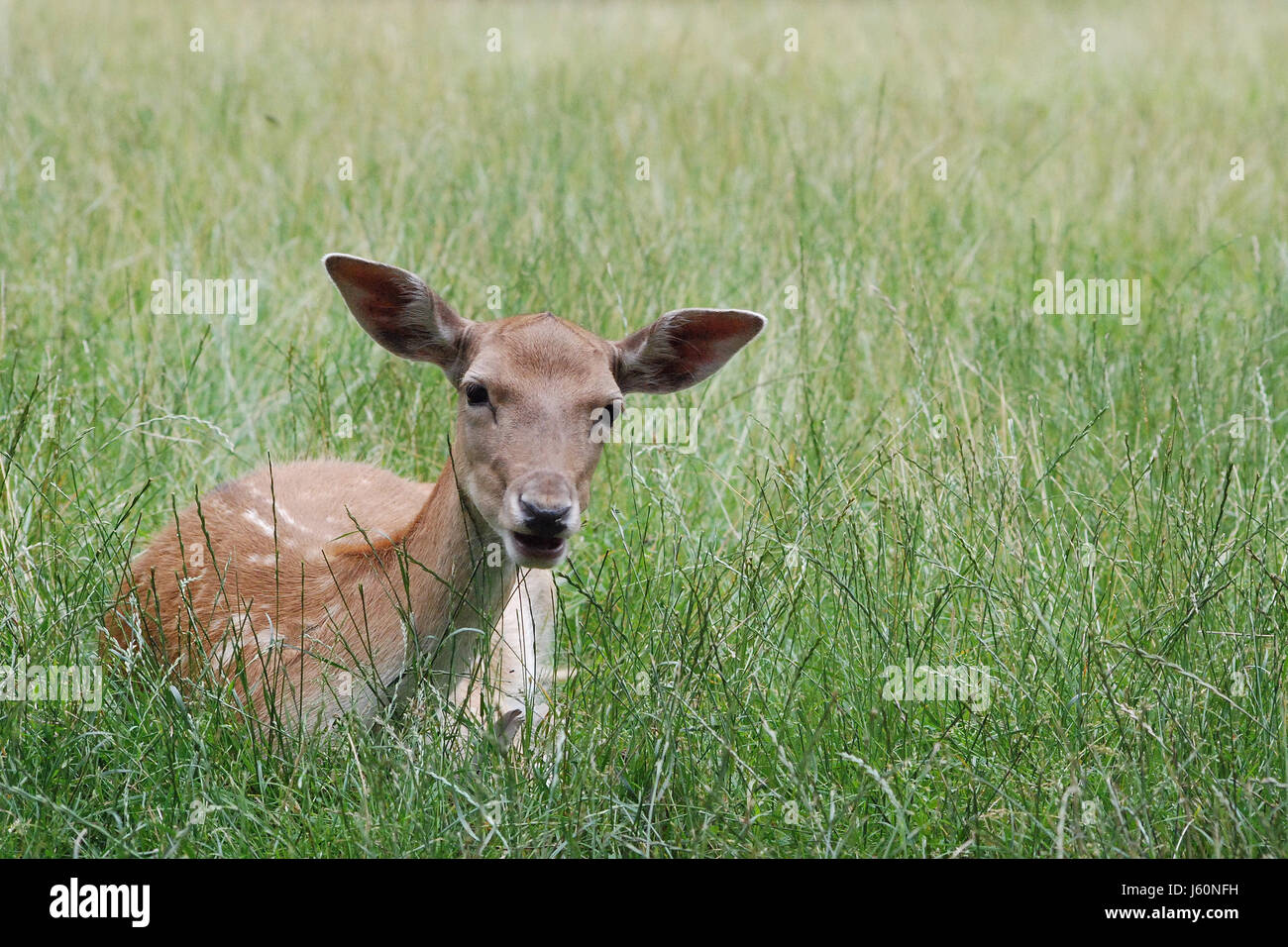 Lay Fallow wild lie lying lies to gorge engulf devour fallow deer meadow grass ...