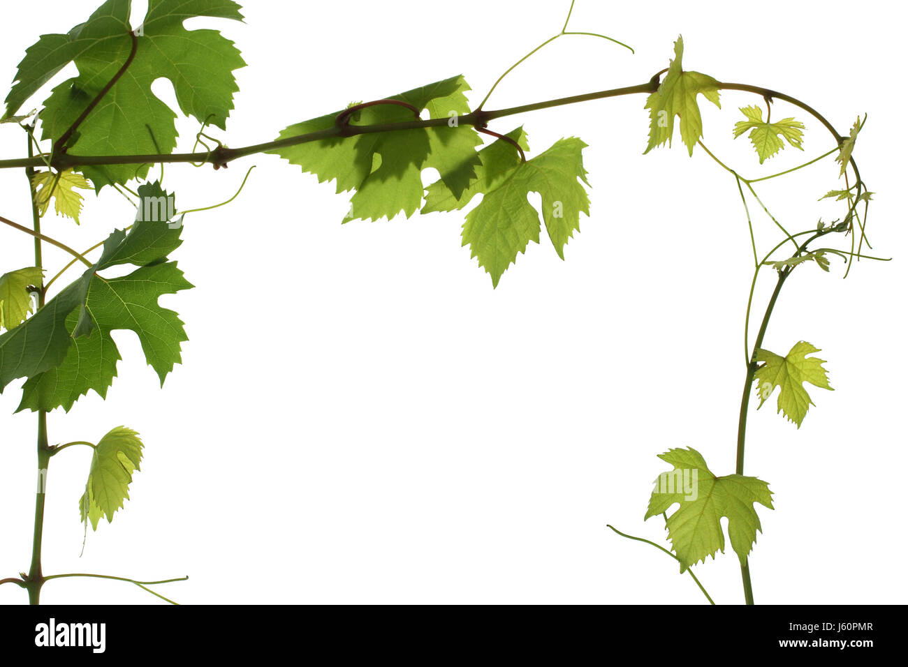 optional green vine leaves jugendstil vine grape vine grape-vine backdrop Stock Photo