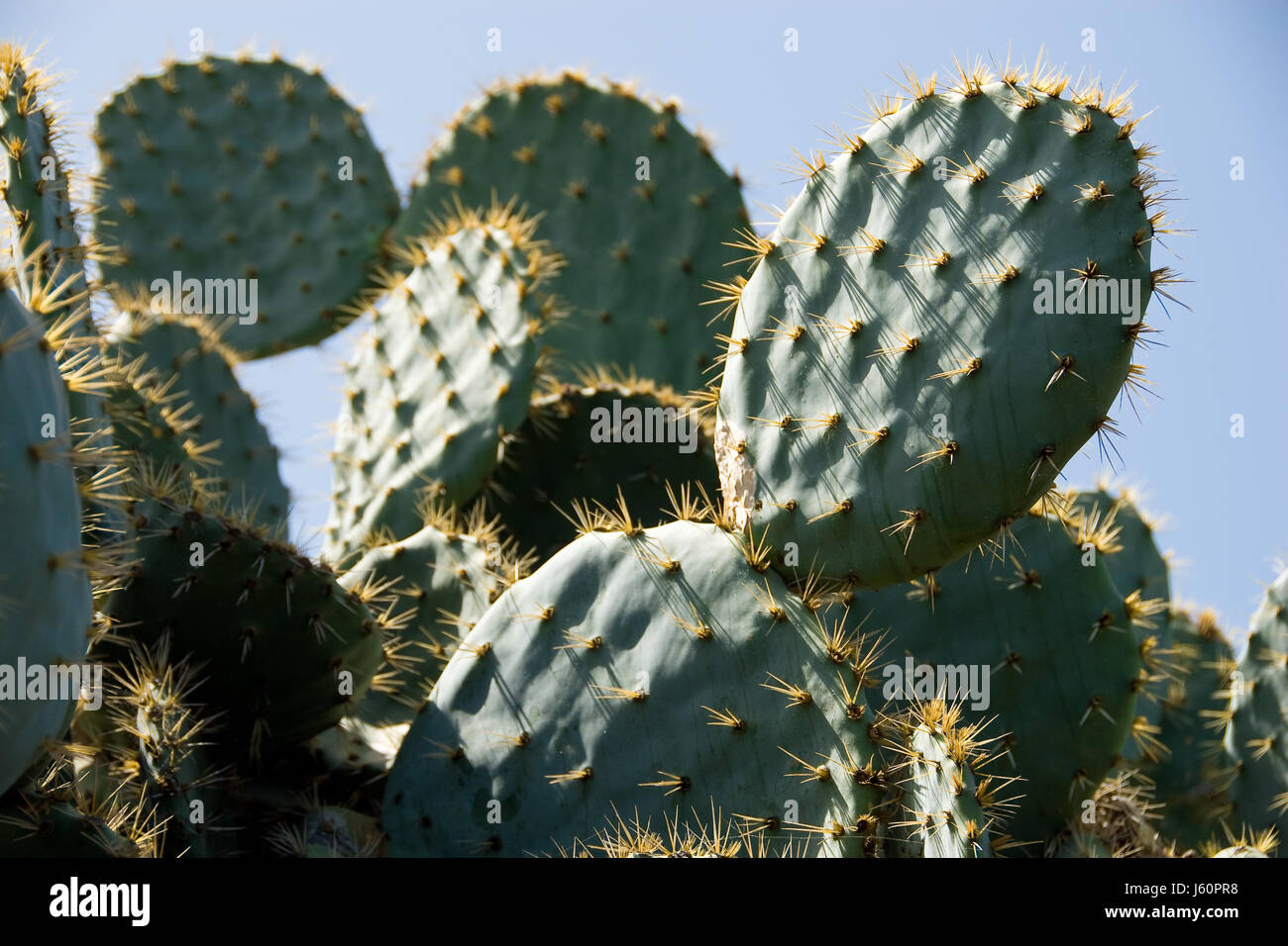 Cacti Confusion This Expert Clears Up The Mess Once And For All - x0qmlkx