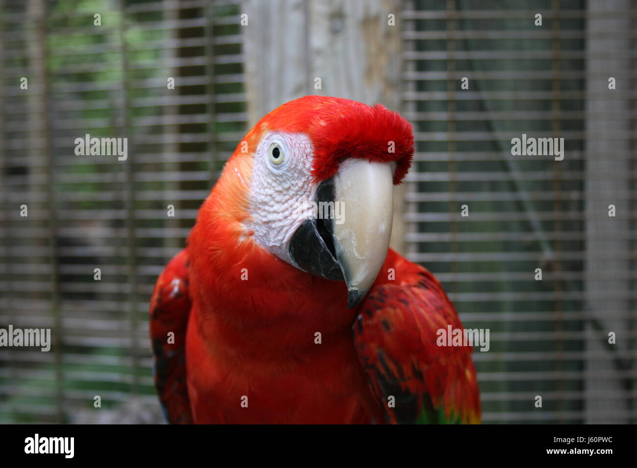 Rote ara hi-res stock photography and images - Alamy
