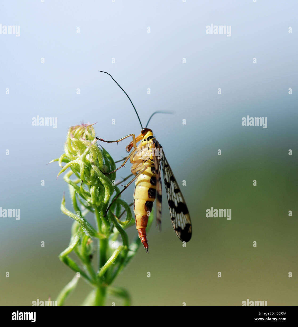 female insect wing blade of grass meadow grass lawn green antenna