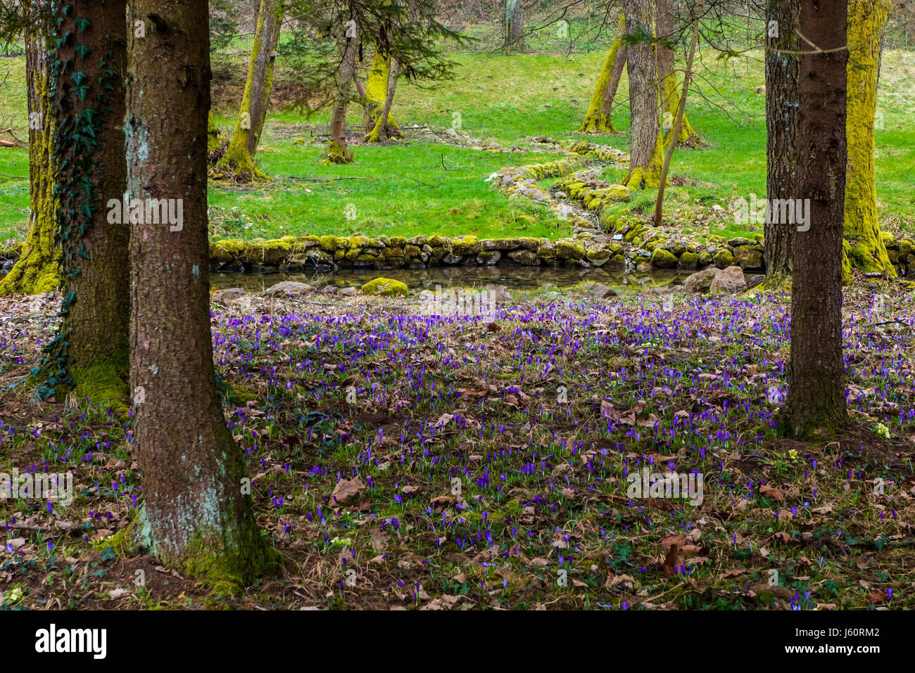 Flowers in the forest in spring Stock Photo - Alamy