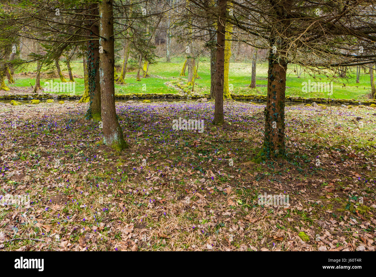Flowers in the forest in spring Stock Photo - Alamy