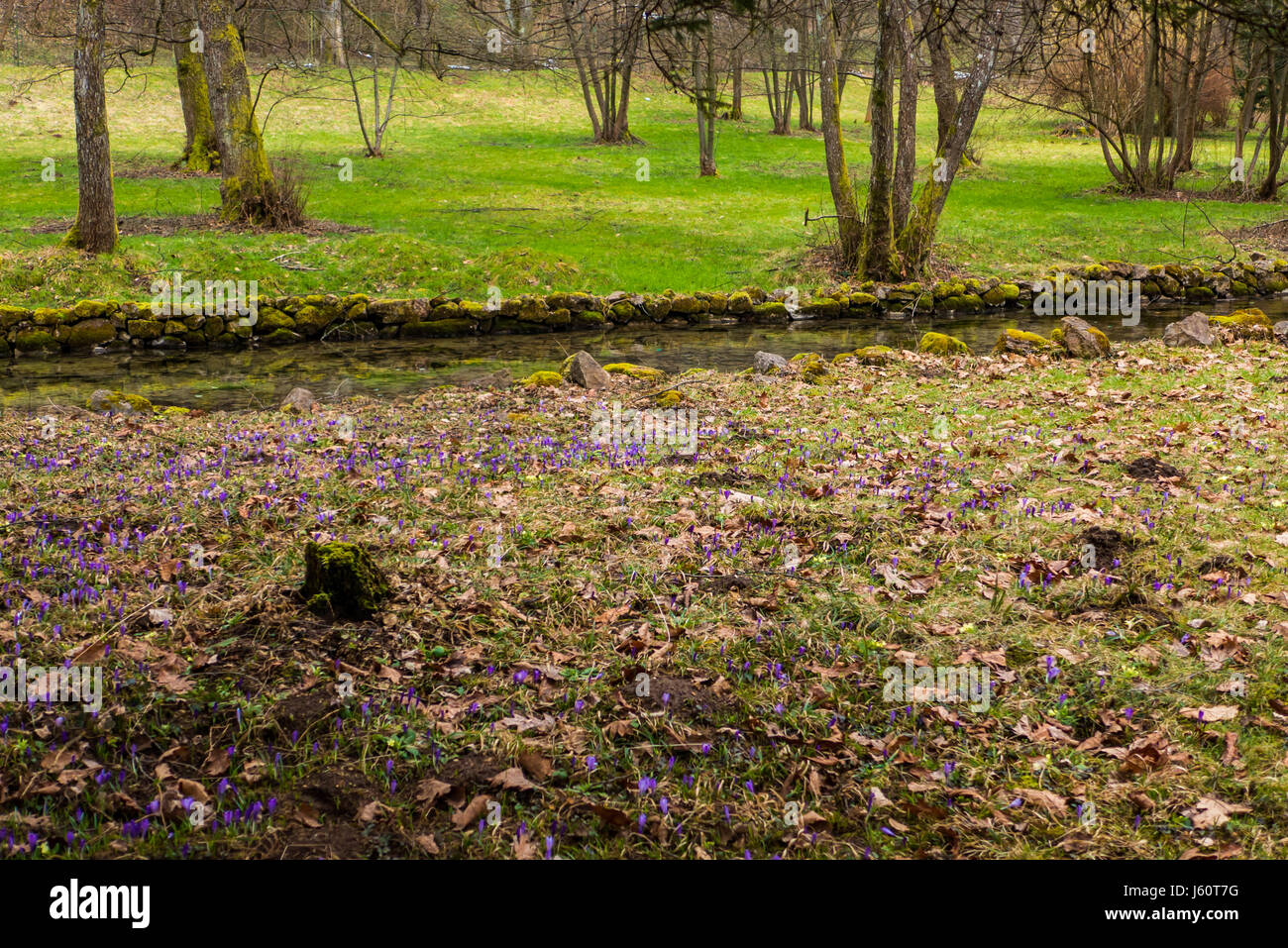 Flowers in the forest in spring Stock Photo - Alamy