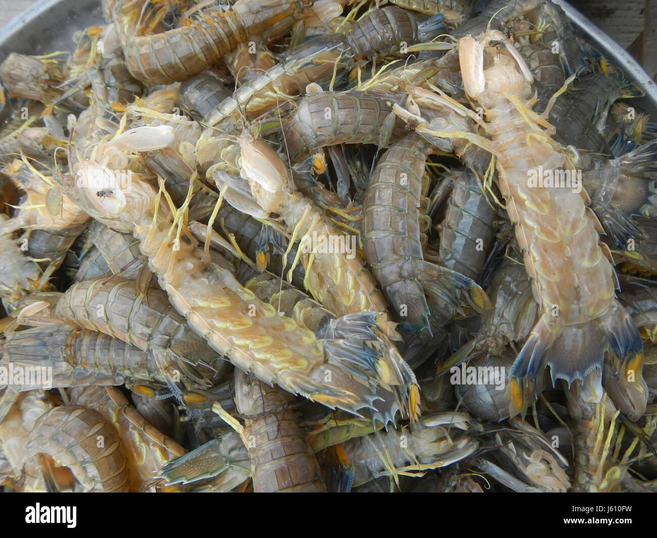 04639 Mantis shrimp Oxyurichthys microlepis fishes Bulacan  02 Stock Photo