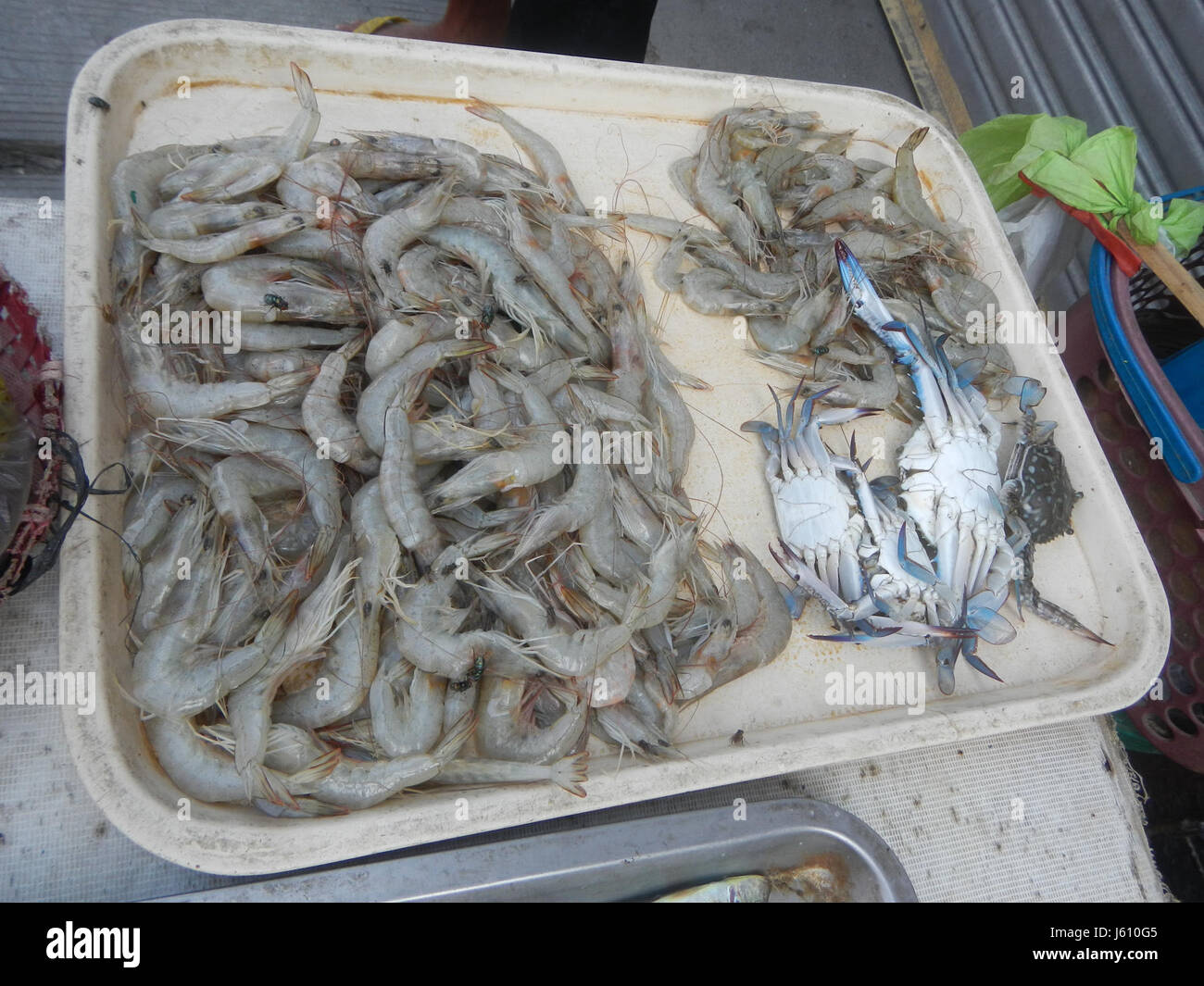 04639 Mantis shrimp Oxyurichthys microlepis fishes Bulacan  09 Stock Photo