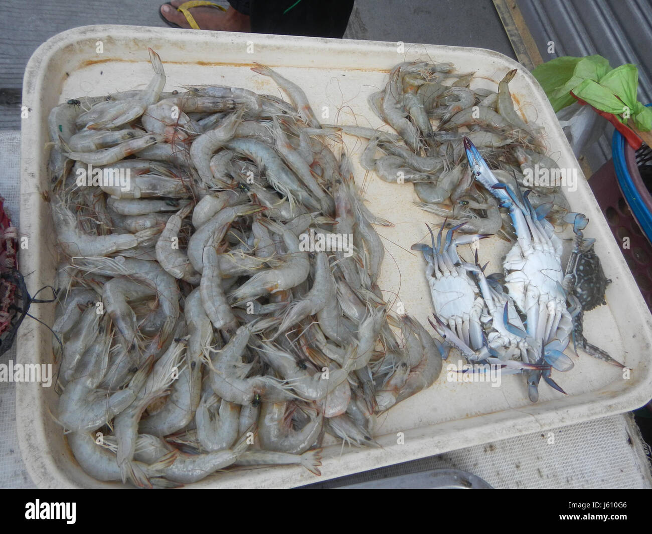 04639 Mantis shrimp Oxyurichthys microlepis fishes Bulacan  10 Stock Photo