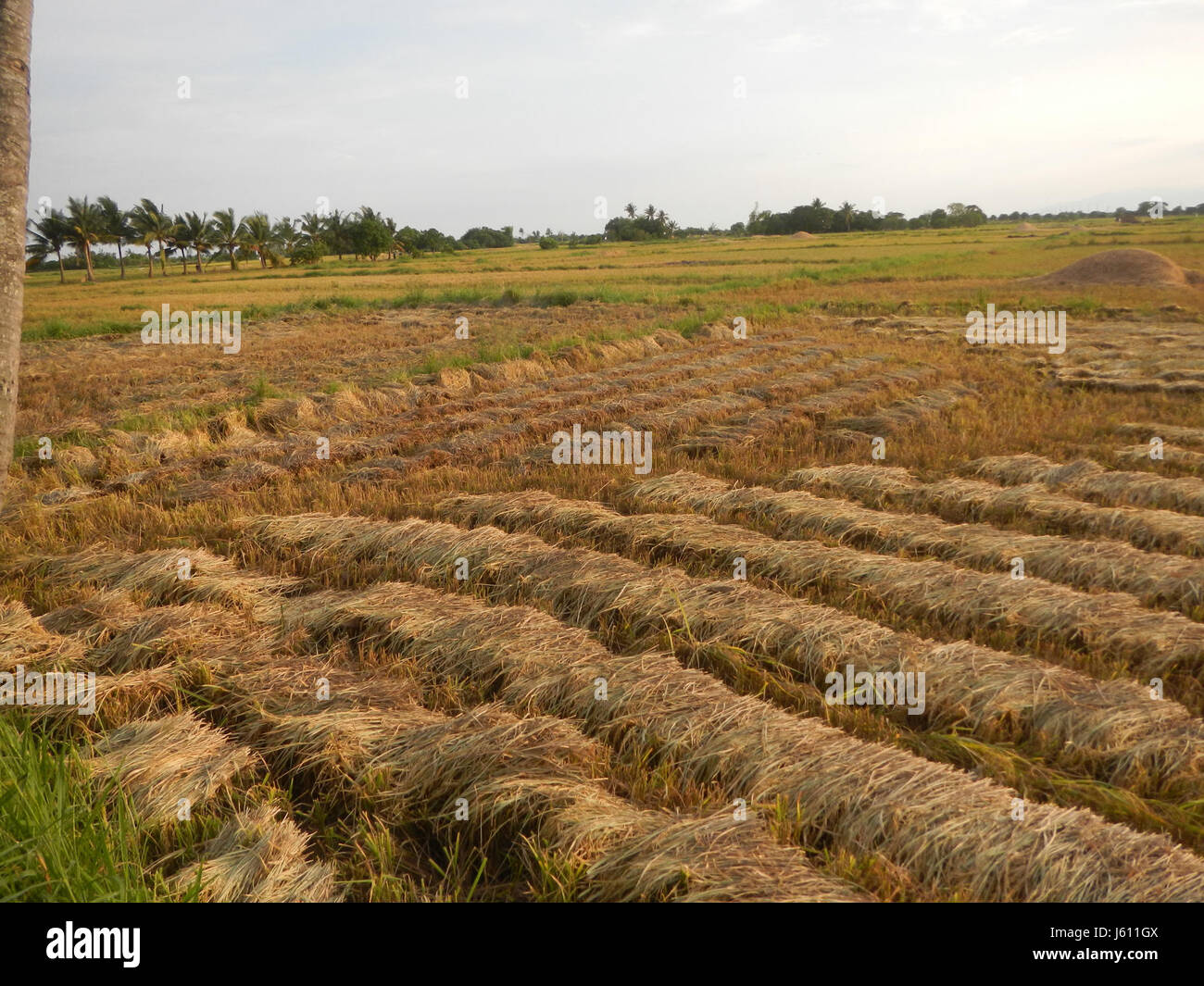 The image depicts the paddy fields in San Nicolas, Bulakan, showing the ...