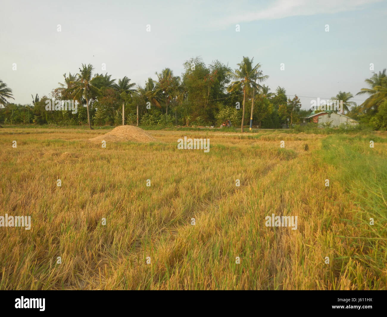 The image captures the paddy fields of San Nicolas in Bulakan, Bulacan ...