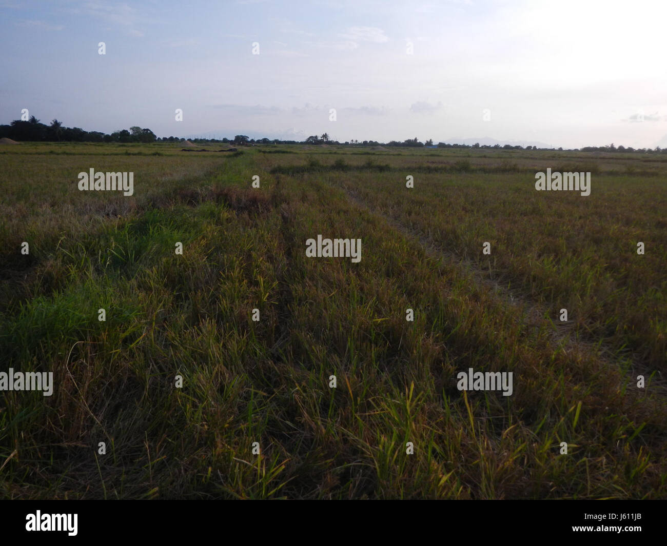 This image shows paddy fields in San Nicolas, Bulakan, Bulacan, a ...