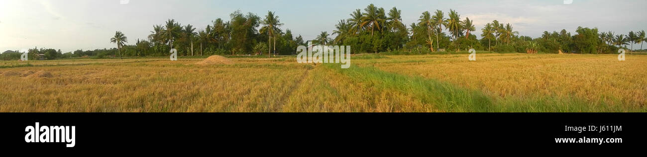 The paddy fields in San Nicolas, Bulakan, Bulacan are an important ...