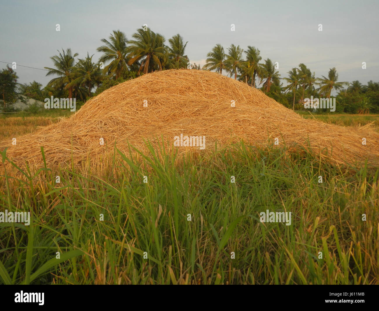The image of 'Paddy fields in San Nicolas, Bulakan, Bulacan' showcases ...