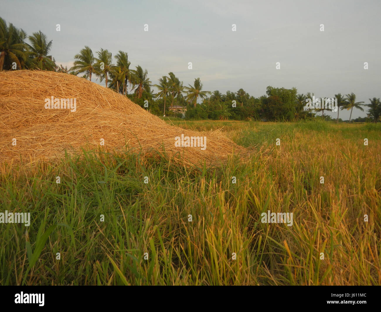 This image depicts the vast paddy fields in San Nicolas, Bulakan ...