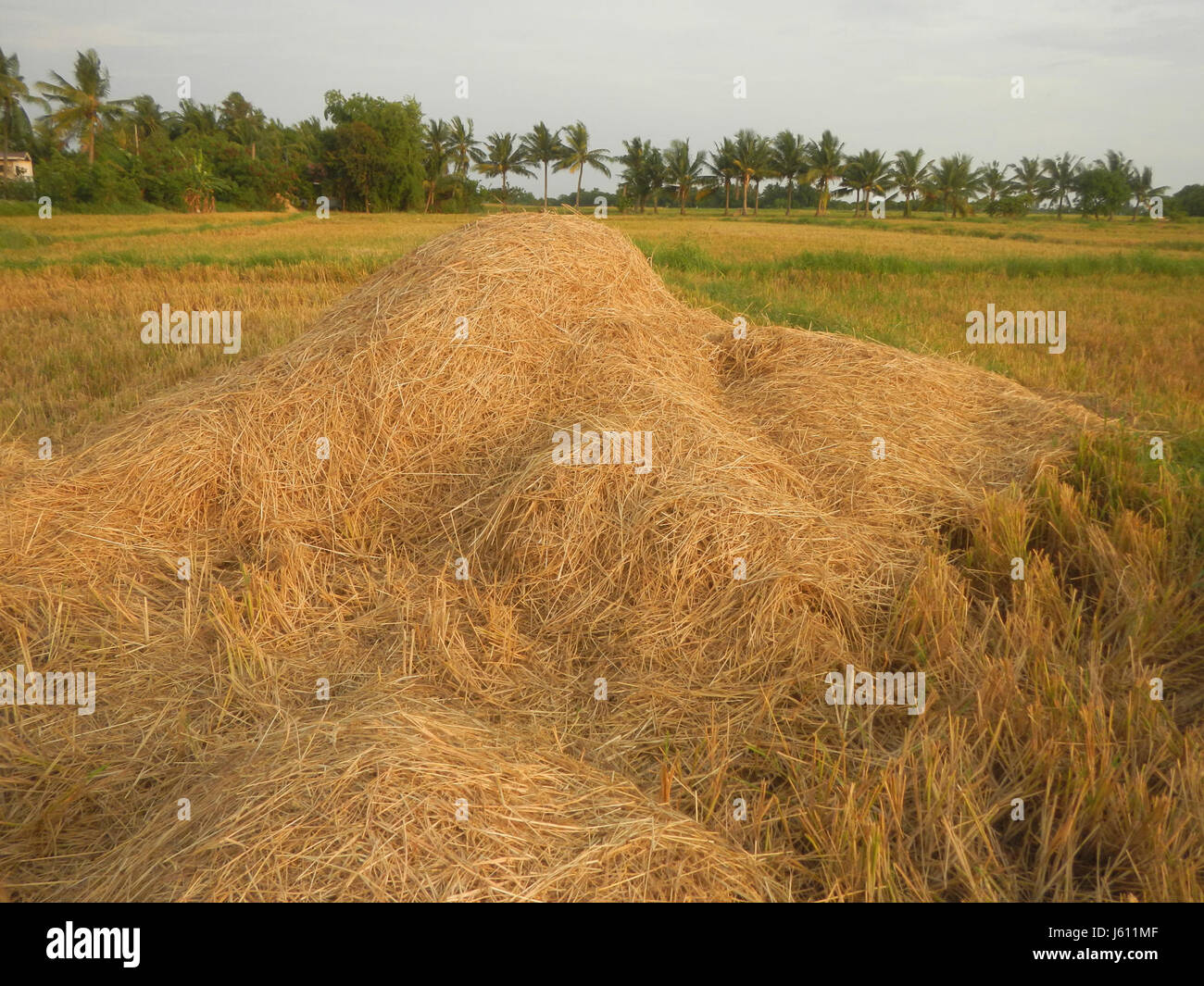 This image depicts the paddy fields in San Nicolas, Bulakan, Bulacan ...