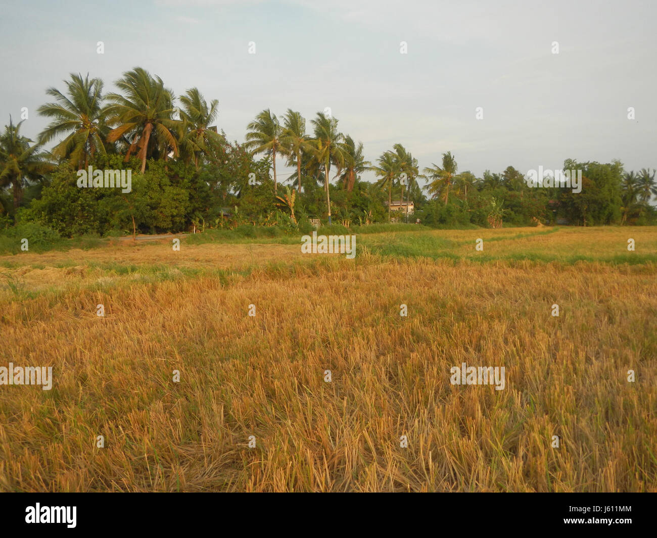 This image shows the expansive paddy fields in San Nicolas, Bulakan ...