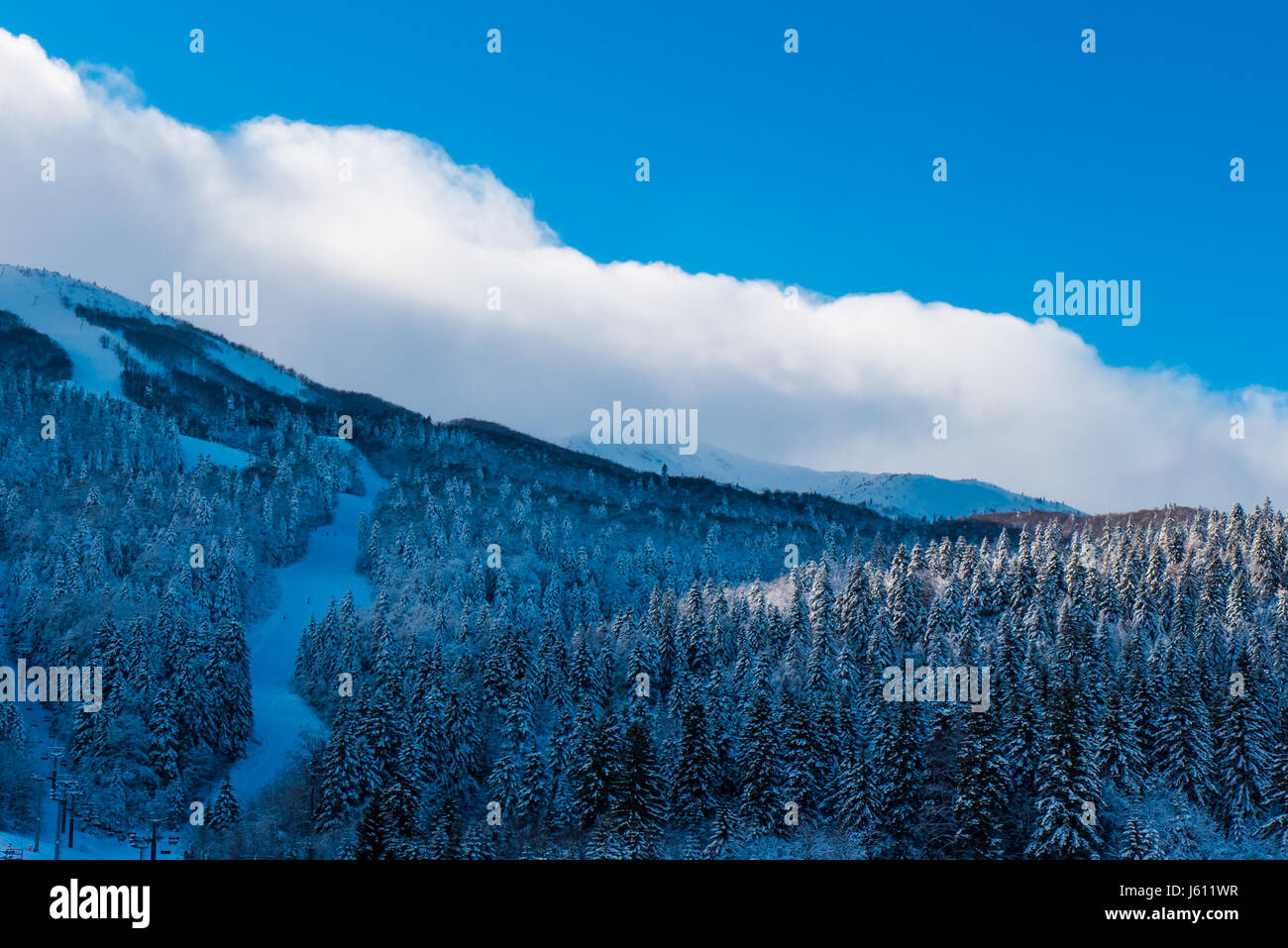 Pine forest on a beautiful winter's day with blue sky above Stock Photo ...