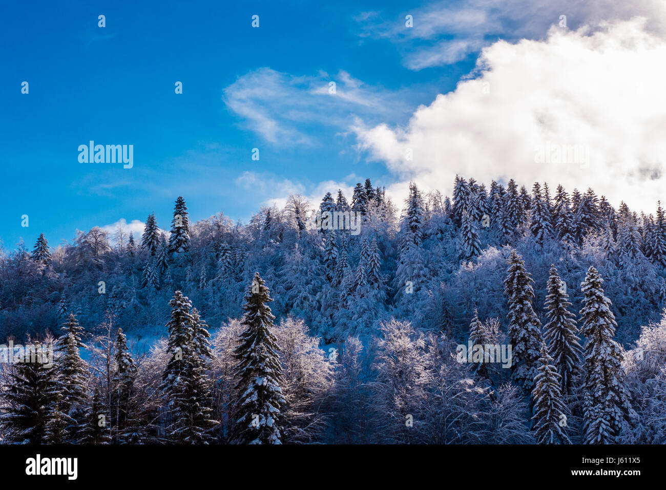 Pine forest on a beautiful winter's day with blue sky above Stock Photo ...