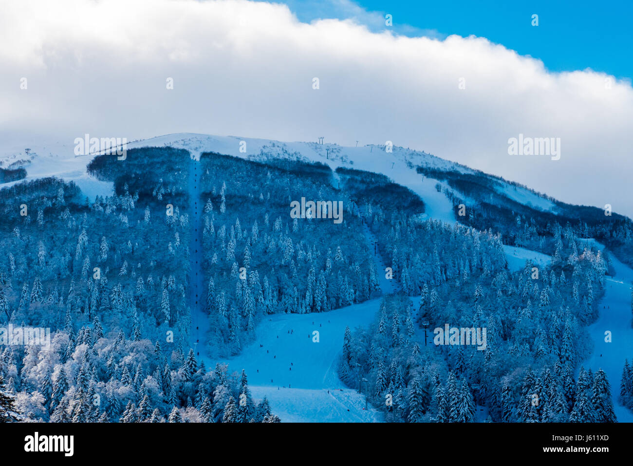Pine forest in the mountains on a winter's day Stock Photo - Alamy