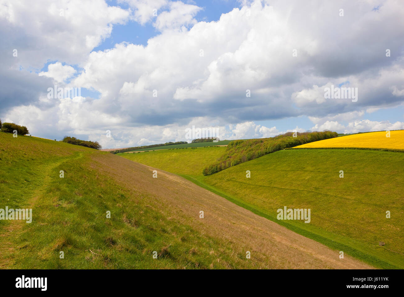a green valley used for grazing livestock with woodland in the ...