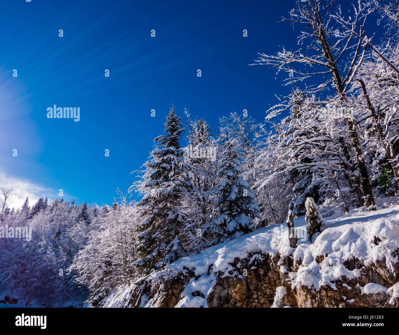 Trees on a beautiful winter's day with blue sky above Stock Photo - Alamy
