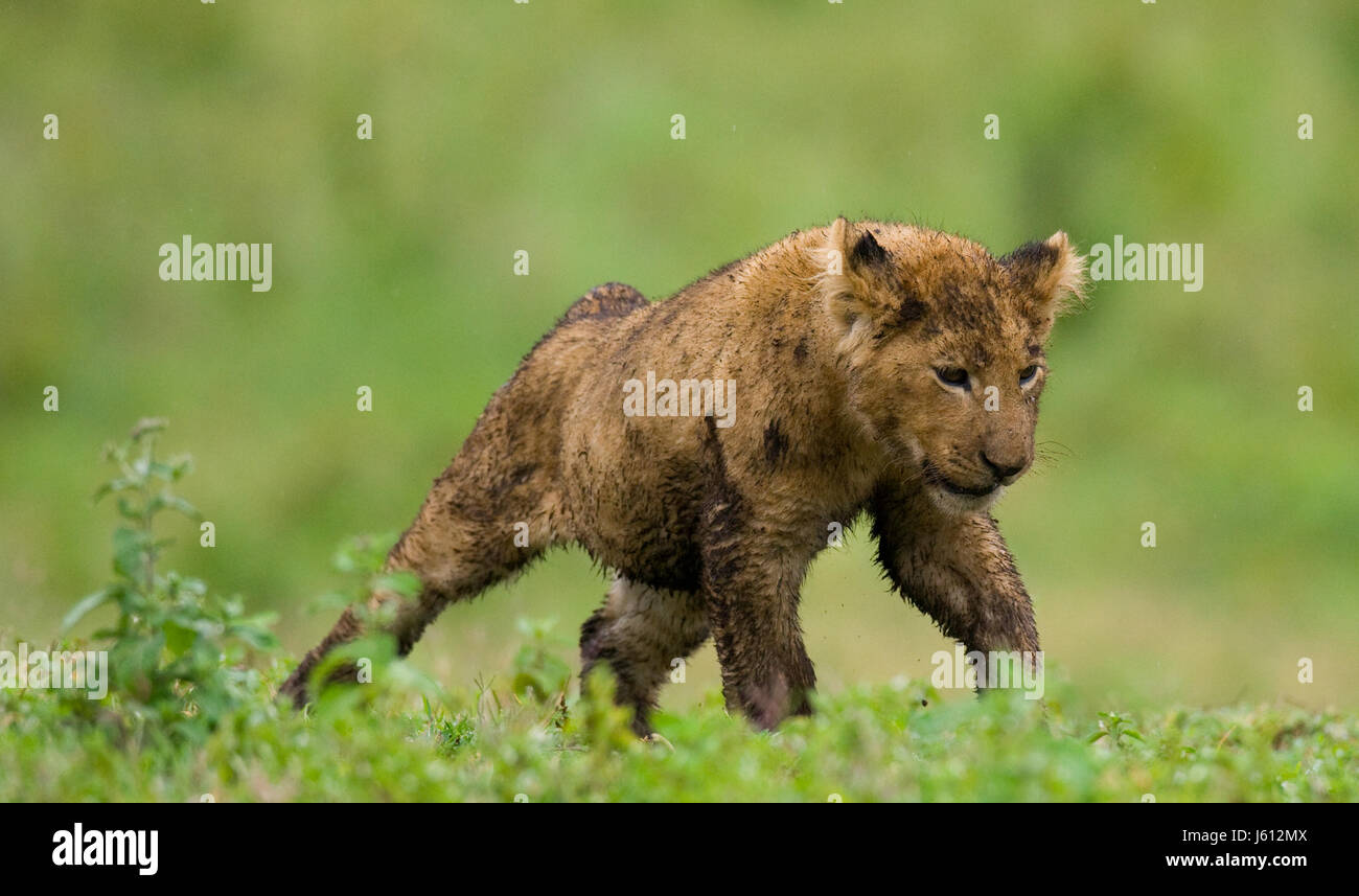 Pride lion maasai mara hi-res stock photography and images - Alamy