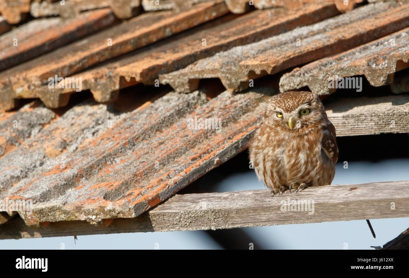little owl (Athene noctua) adult standing on ruined building at dusk, Romania Stock Photo