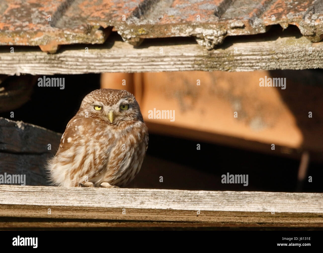 little owl (Athene noctua) adult standing on ruined building at dusk, Romania Stock Photo