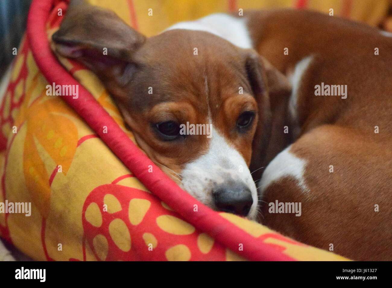 Basset Hound/Dachshund mix puppy at 8 weeks Stock Photo
