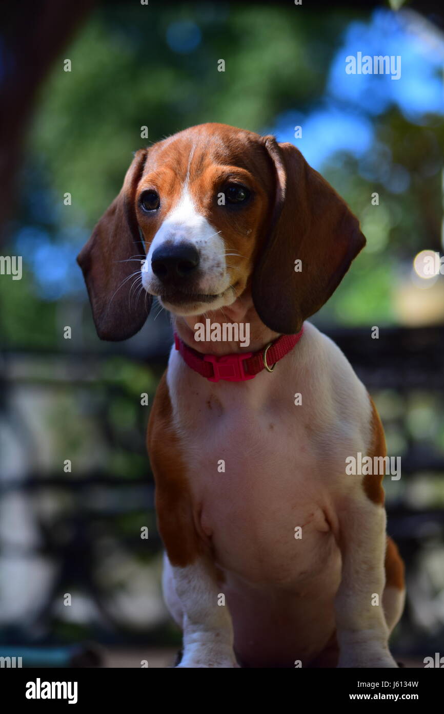 Basset Hound/Dachshund mix puppy at 8 weeks Stock Photo - Alamy