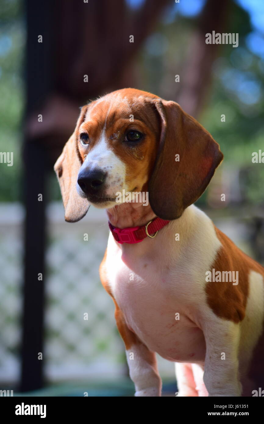 Basset Hound/Dachshund mix puppy at 8 weeks Stock Photo Alamy