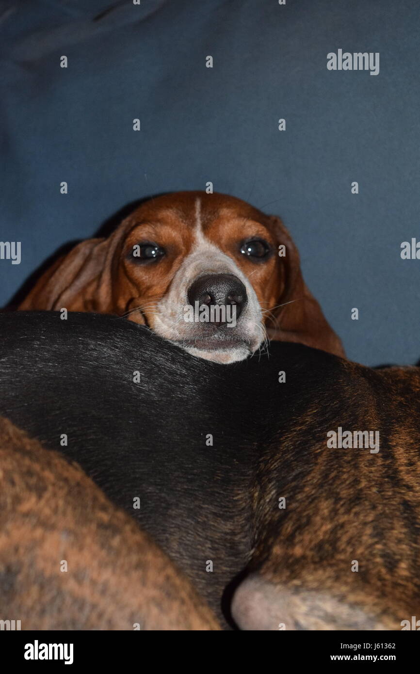 Basset Hound/Dachshund mix puppy at 8 weeks Stock Photo