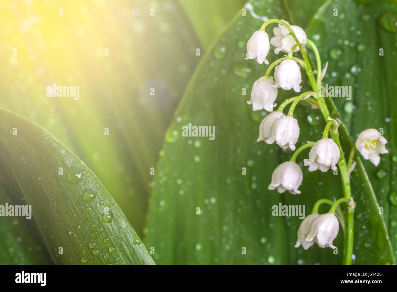 Lily of the Valley close up.